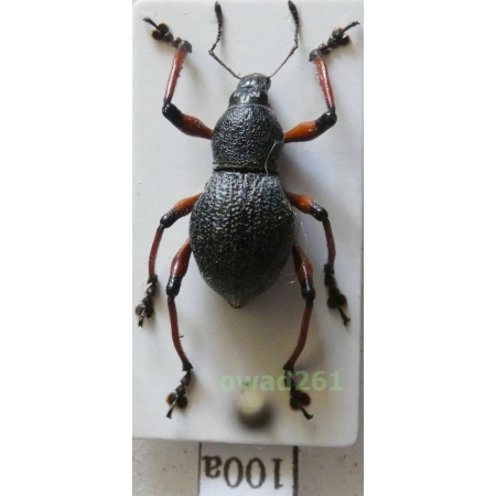 Metapocyrtus samarensis Schultze, 1925 female Philippines100a